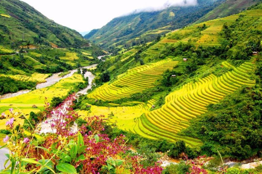 Sapa terraced rice field, Vietnam
